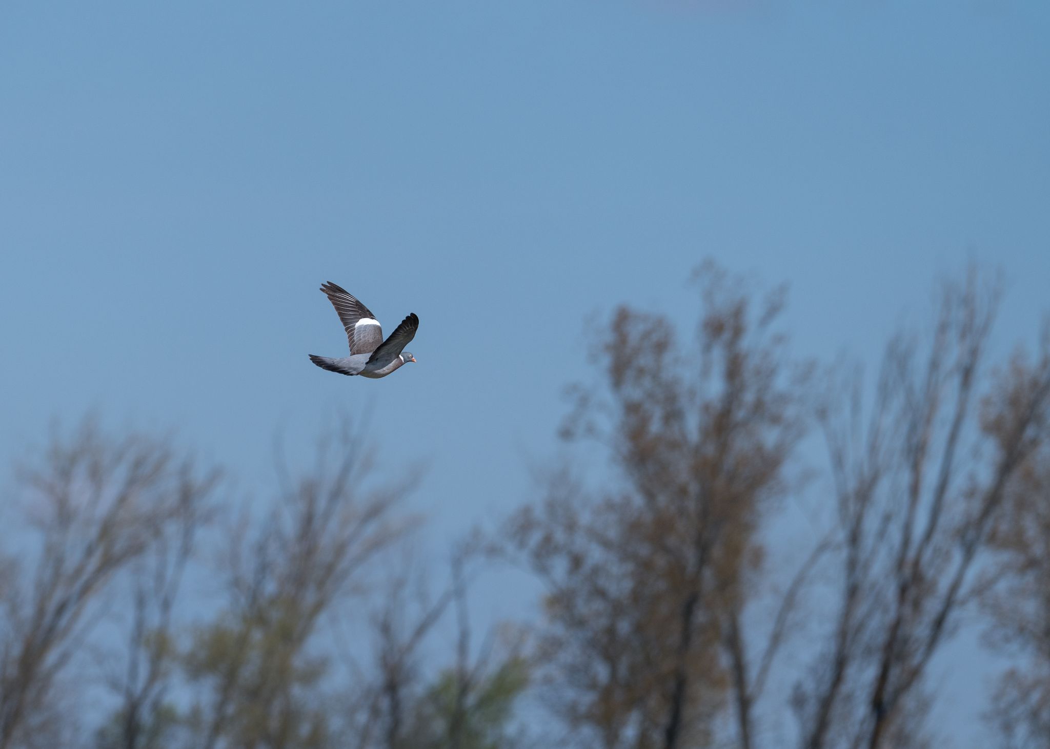 Ringeltaube Columba palumbus